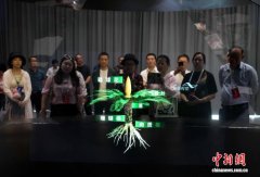 千年铁树“年年开花” 攀枝花苏铁成全球独有景观